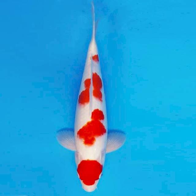 SATORI 2 ~ MARUTEN KOHAKU ™