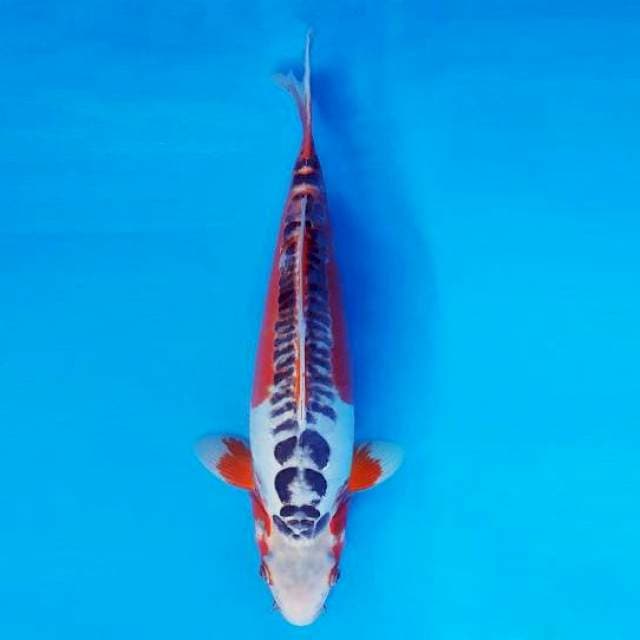 SATORI 9 ~ SHUSUI ™