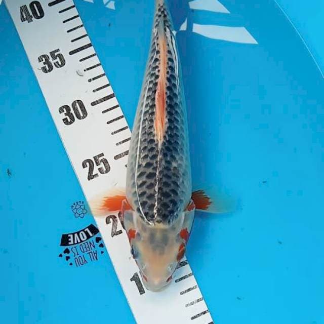 Asagi 28cm
