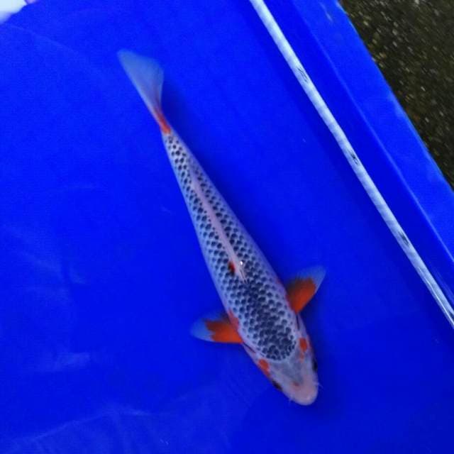 Ashoka male 24cm