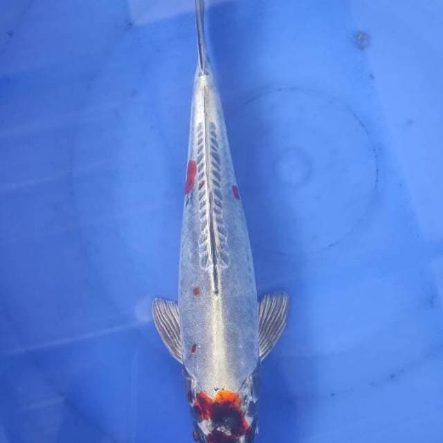 TC Beni Kikko 28cm