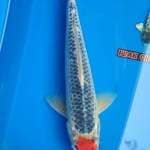 Tanco original gosiki male 29cm