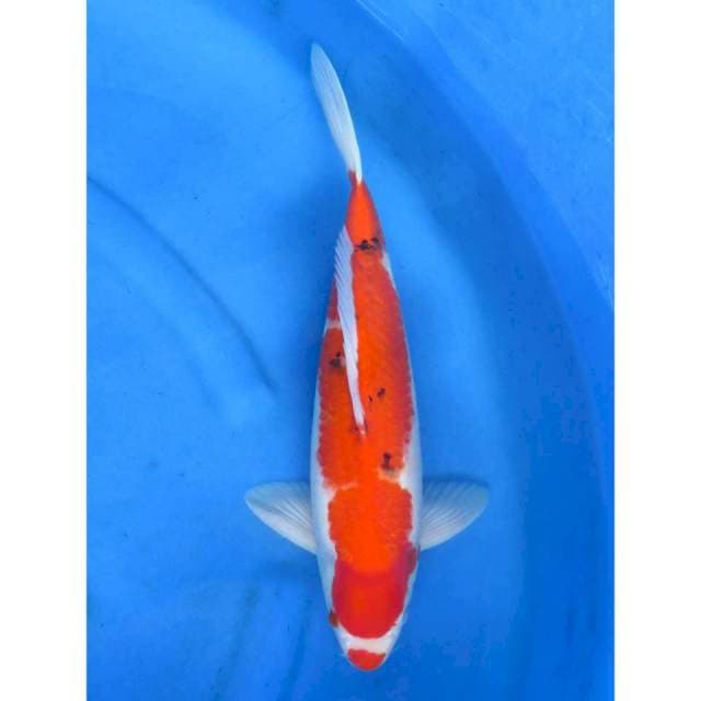 Sanke - 43cm Male