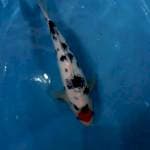 TC. Sanke, Original, Putih, Jantan 30cm