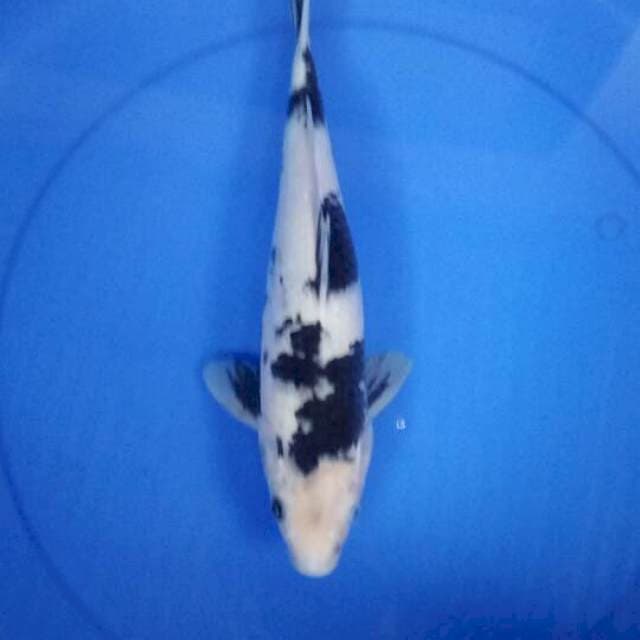 Shiro 35 cm