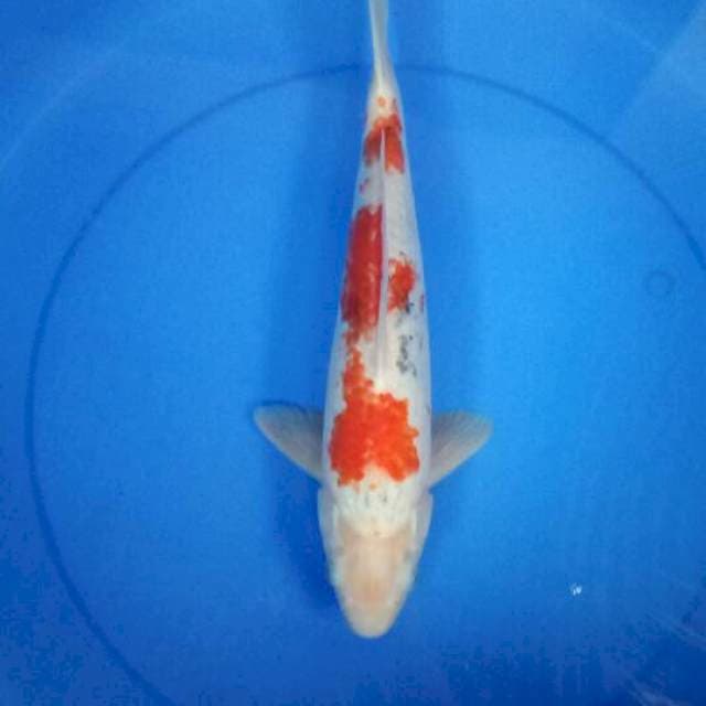 Sanke 38 cm