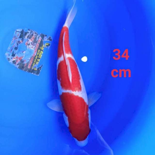 Kohaku strong prospek 34cm