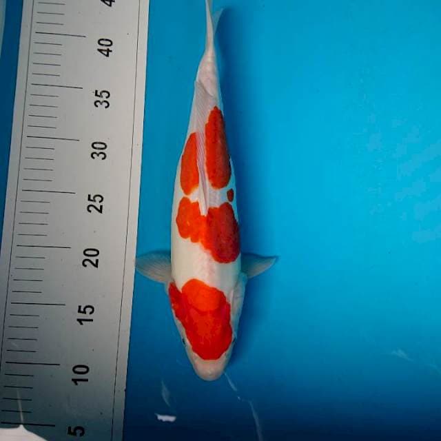 STRONG KOHAKU 34 cm