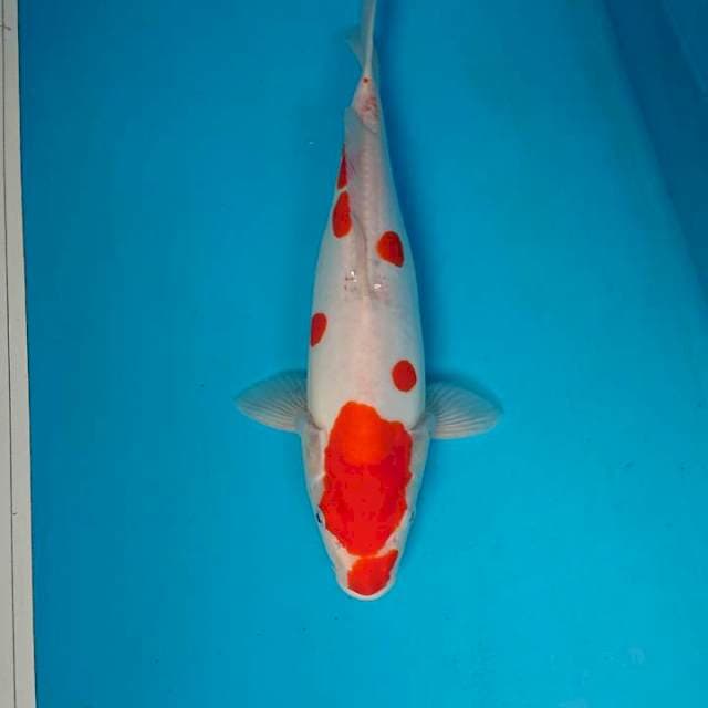 DOITSU KOHAKU 35 cm
