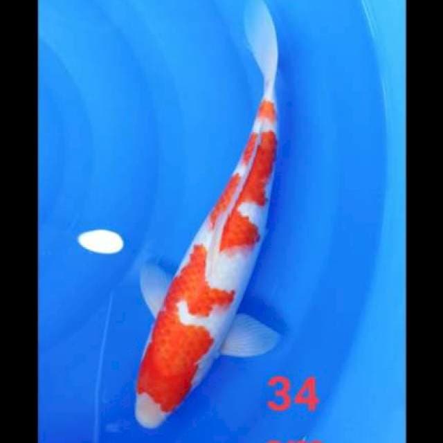 Kohaku kualitas HQ 34cm