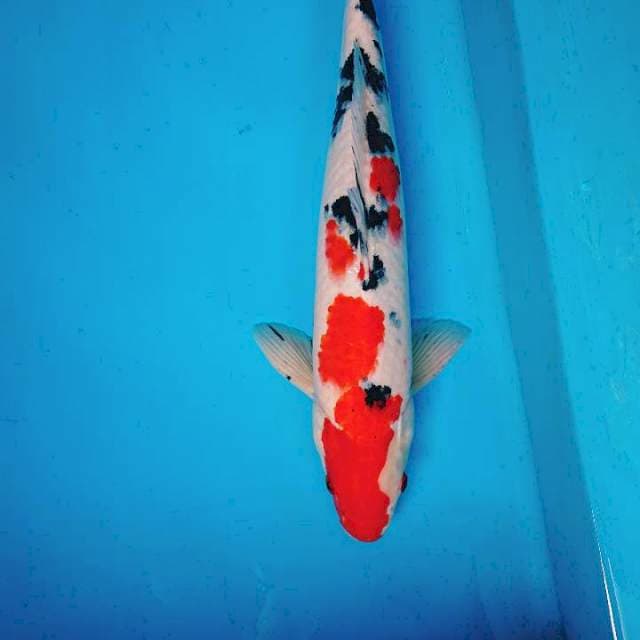 PEJANTAN 43 cm