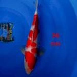 Kohaku strong 36cm