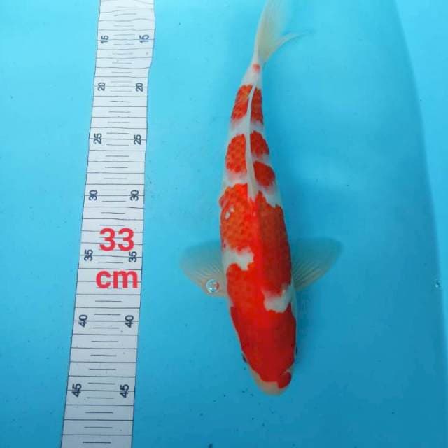 Kohaku 33cm
