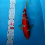Kohaku 33cm