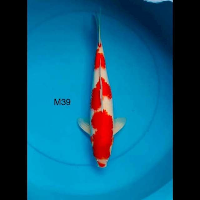 Hulk kohaku ,39cm male