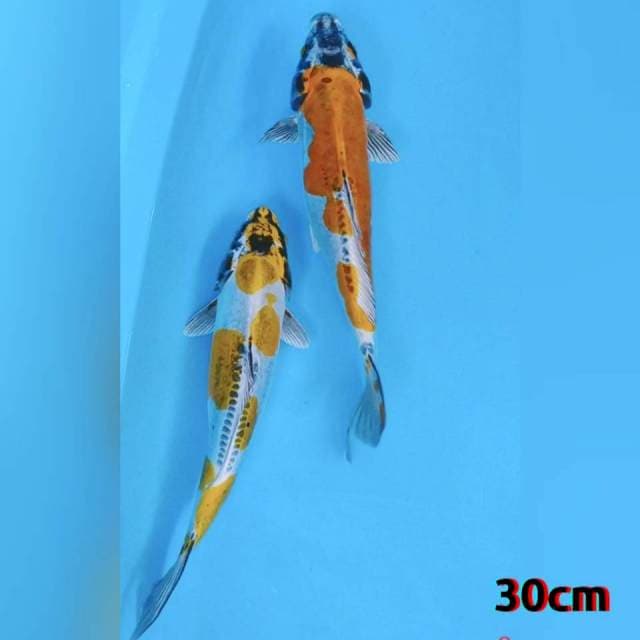 Duo kiko 30cm