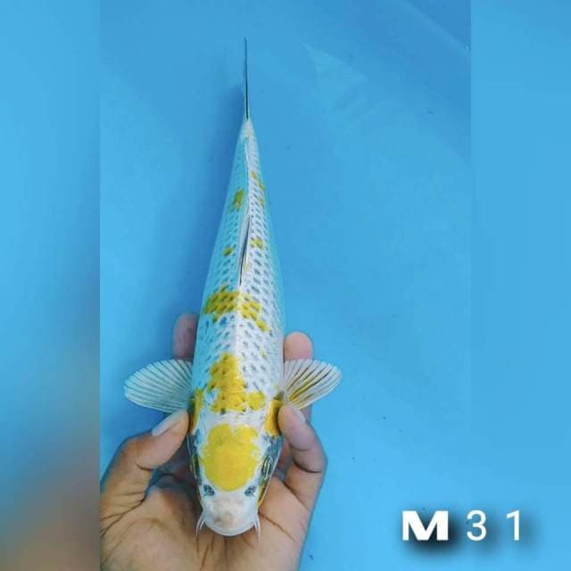 Maruten kojaku male 31