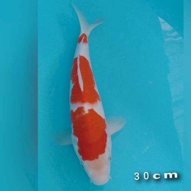 Kohaku 3step 30cm