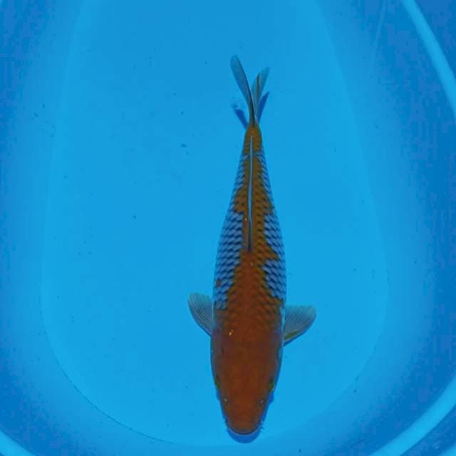 OCHIBA SHIGURE 41CM 