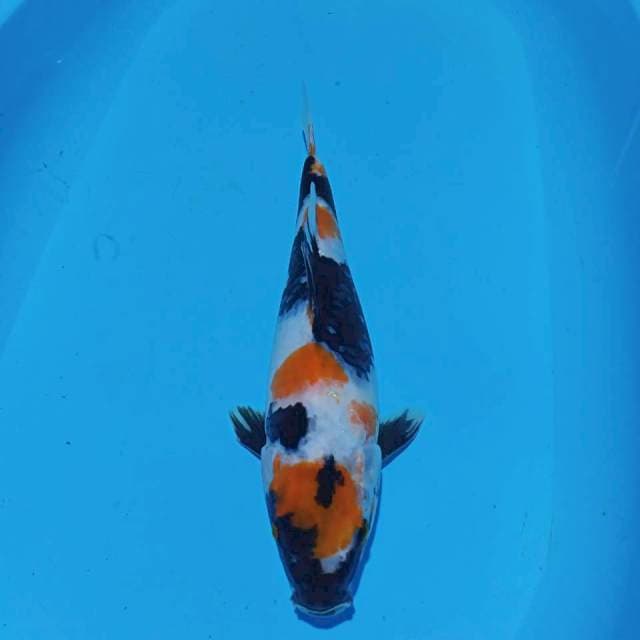MAROTEN KINDAI SHOWA 40CM