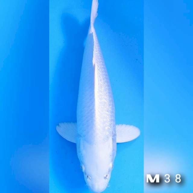 Platinum gindrin38cm male