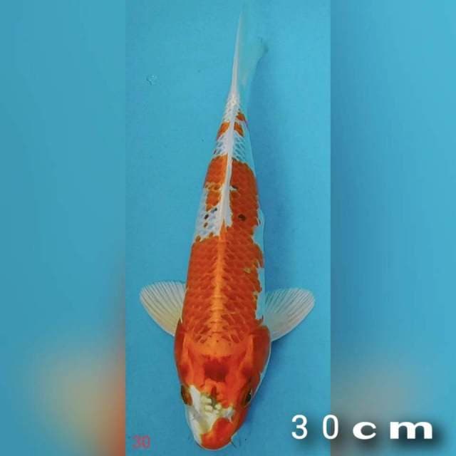 Kojaku 30cm