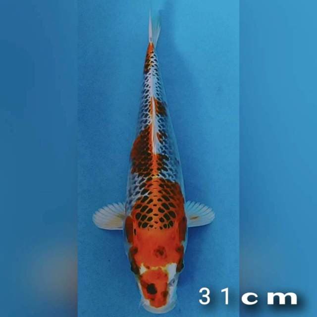 Kojaku 31cm