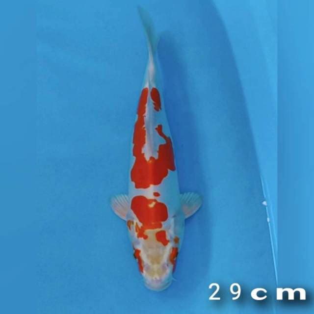 Kohaku Hikari 29cm