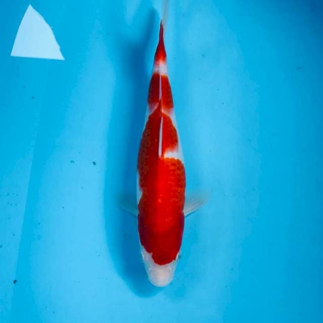 Kohaku, 25 cm