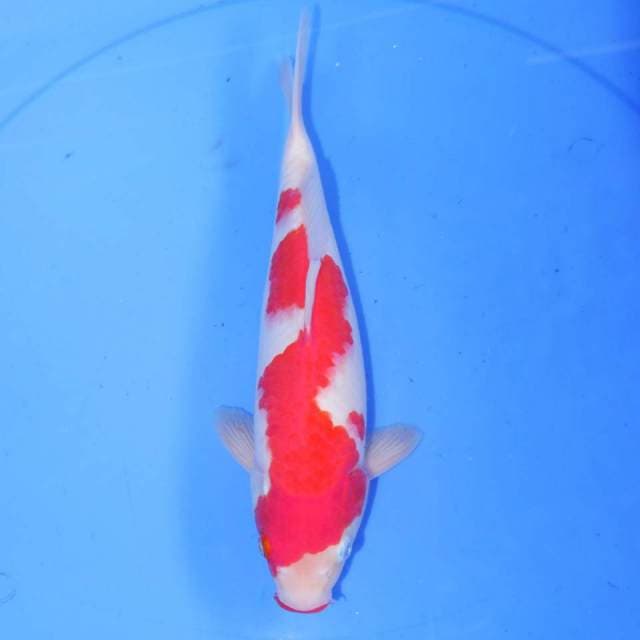 INAZUMA KOHAKU