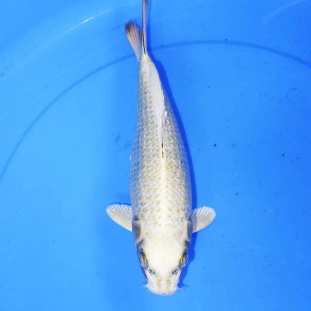 GOLD MUKASI GINRIN 30cm