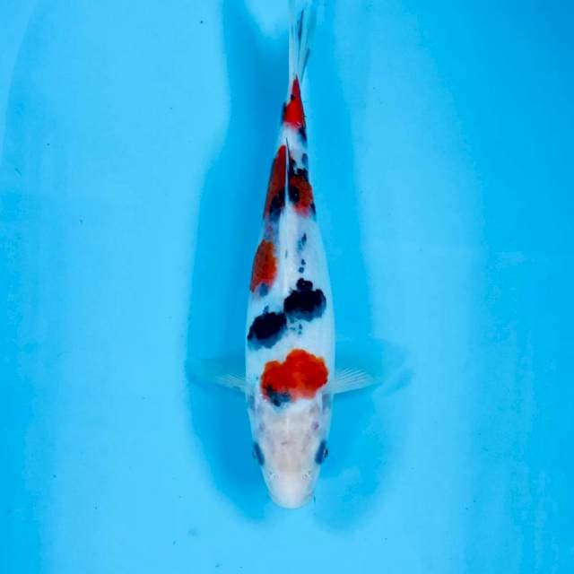 Sanke, 25 cm