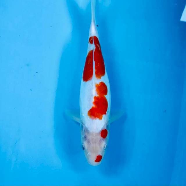 Kohaku Doitsu, 26 cm