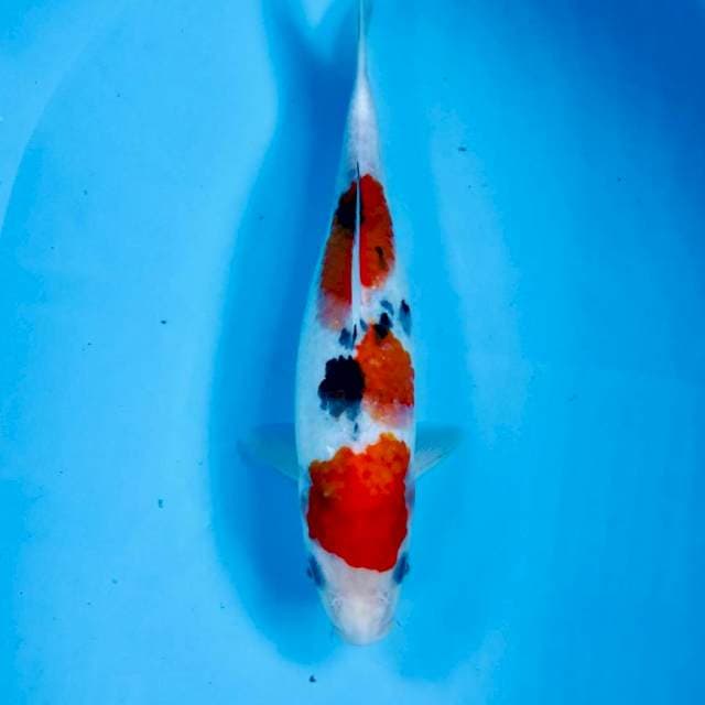 Sanke, 28 cm