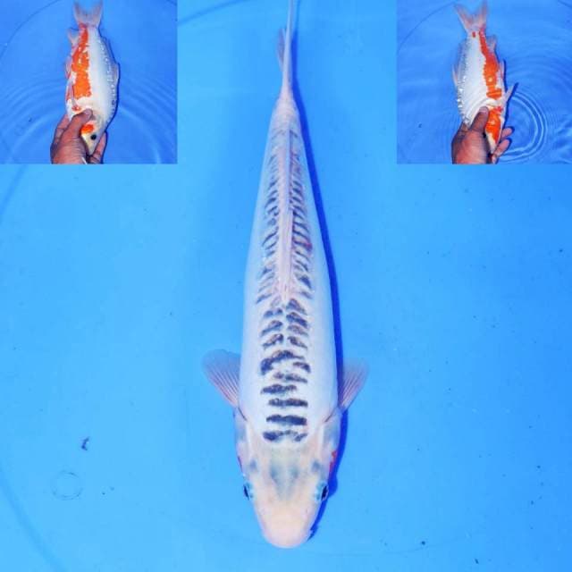 HANA SHUSUI 30cm