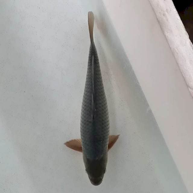 Suragoi male 35 cm