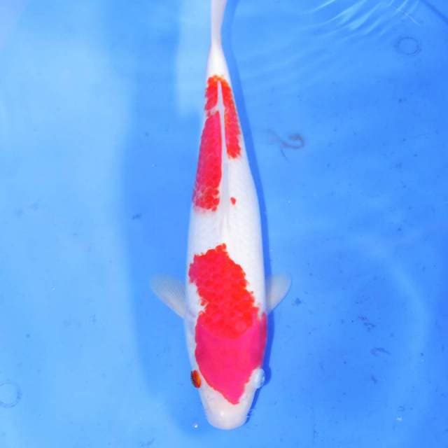 KOHAKU STRONG