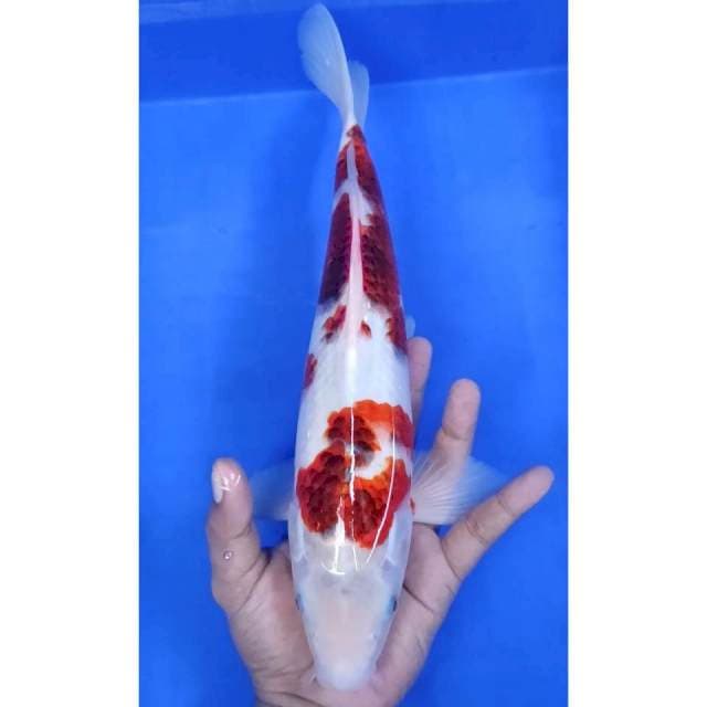 36CM // GOROMO MALE
