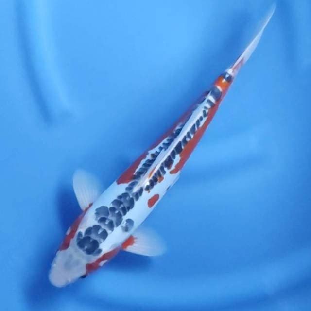 33CM // HANA SHUSUI SQ MALE