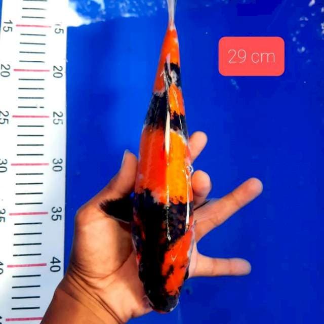 Showa 29 cm