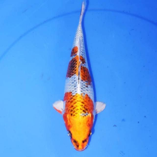 KOJAKU RAPI
