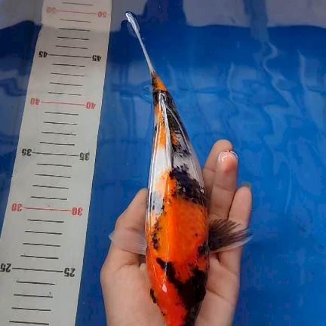 Showa 26cm