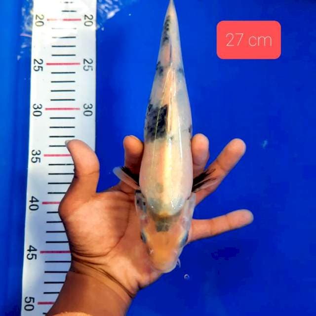 Tateghoi shiro 27 cm😍
