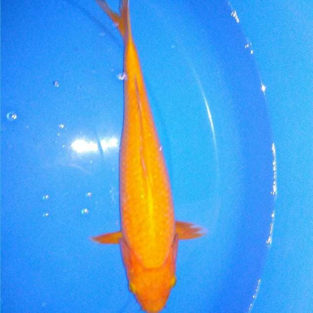 Ikan hias