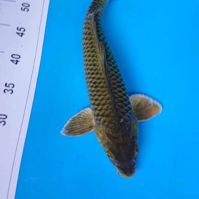 MIDORIGOI 36 cm