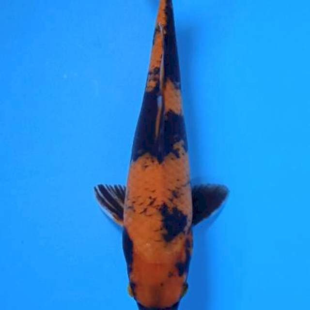 Hiu utsuri