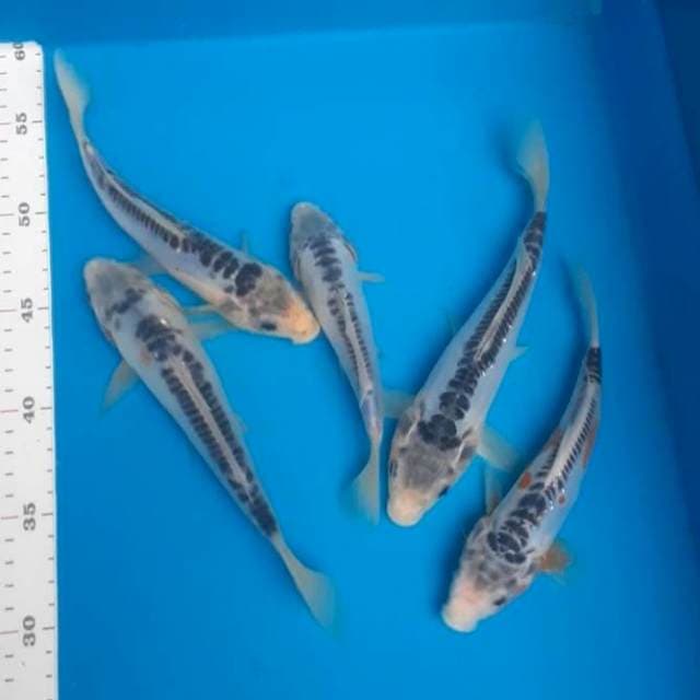 Sushui 18-22cm
