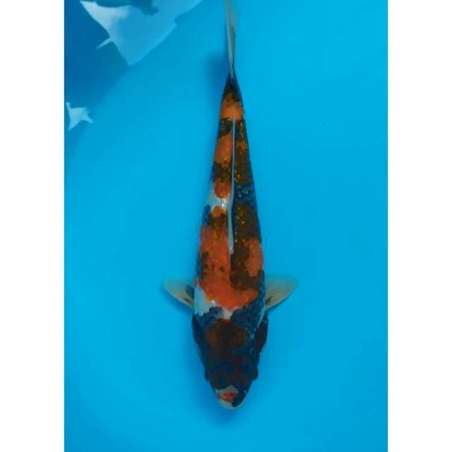showa ginrin 30 cm