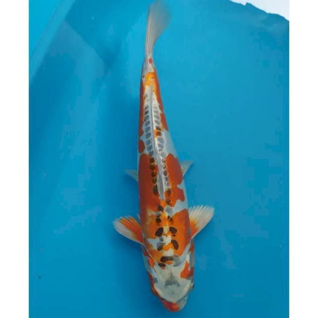 kujaku doitsu 37 cm
