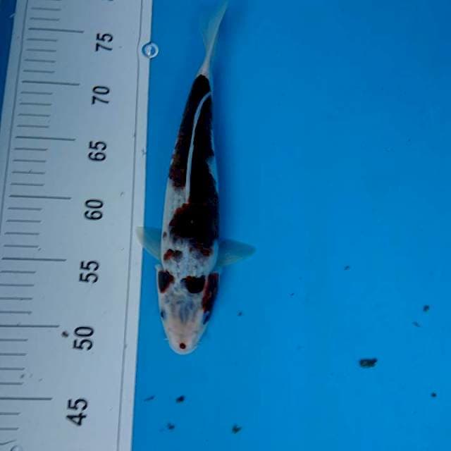 Budo goromo 28 cm